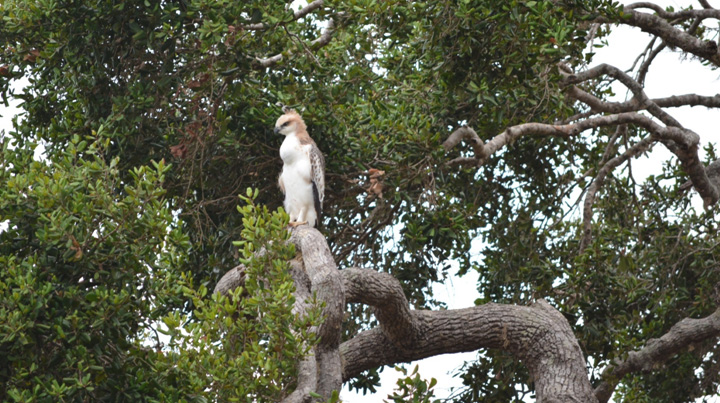 habarana jeesp safari